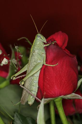 2454796
9/27/06 9:45 AM
3504 x 2336
Flash fired
100.0mm
1/25s
9.0

Multi-segment
Canon
Canon EOS 20D
